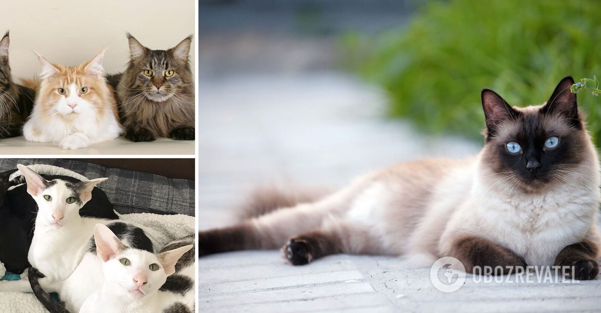 How long do cats live: which breeds are long-lived