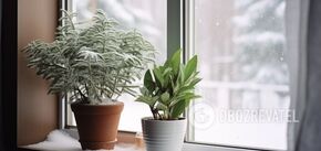 How to feed indoor flowers in the fall and winter: the perfect option