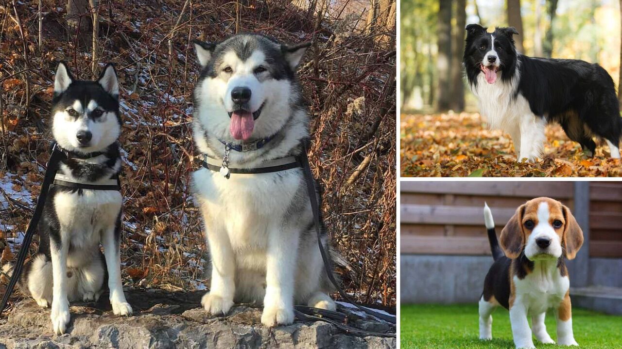 Dogs that cannot live in an apartment: they can be dangerous or prone to depression
