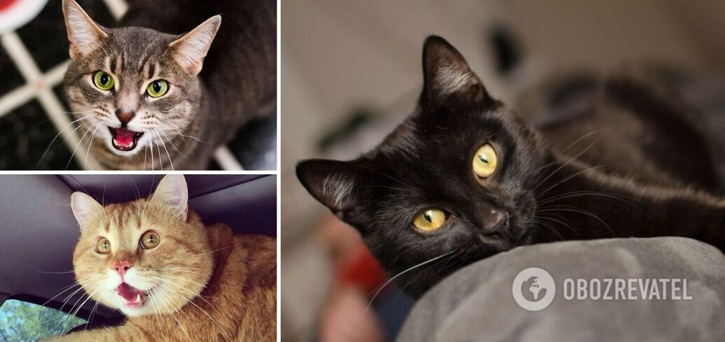 Cats can warn of danger: how not to miss the signals
