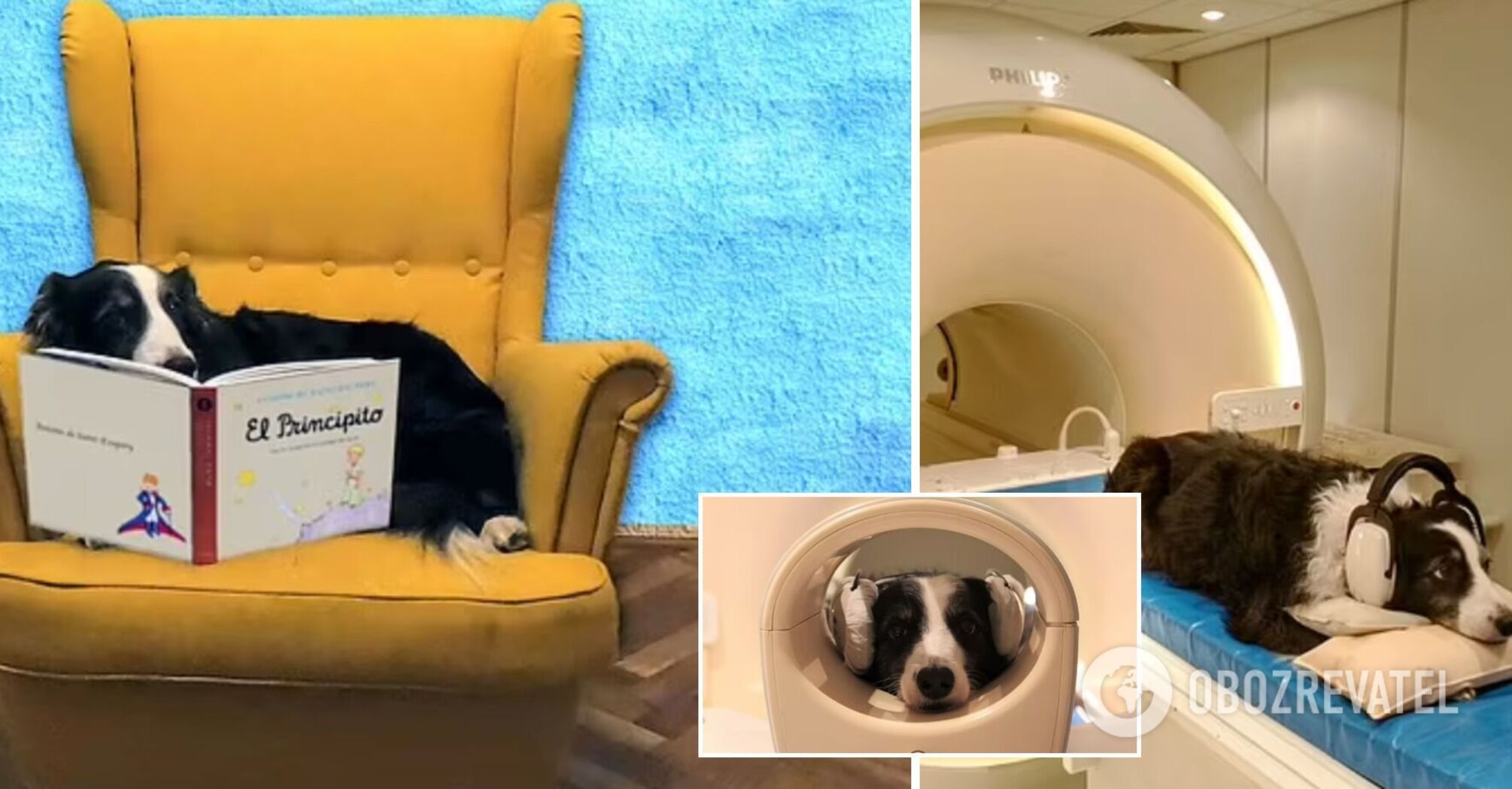 Scientists discover that dogs can distinguish between different languages: what the study showed