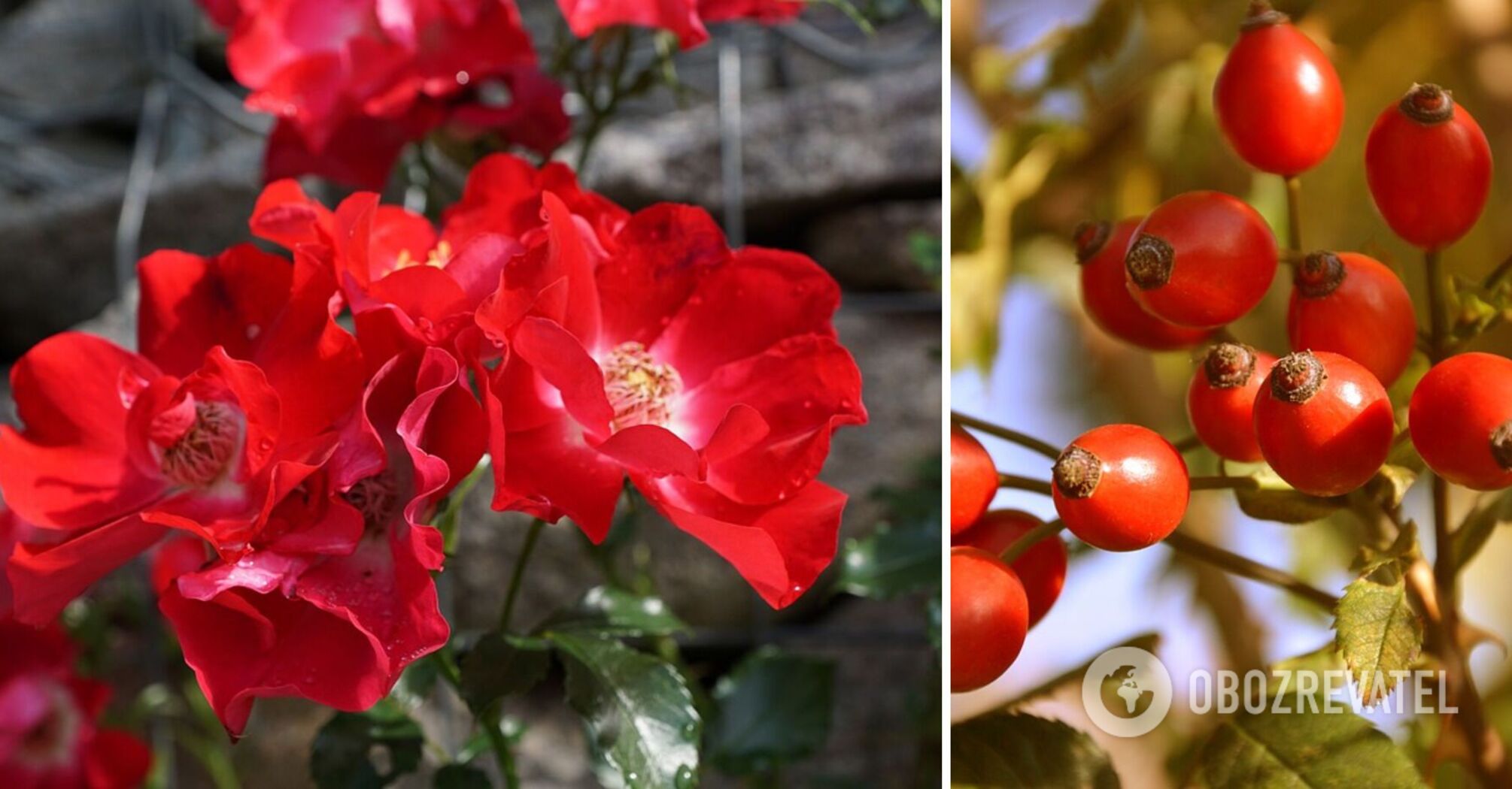 Eksperci wymieniają zalety olejku z dzikiej róży w pielęgnacji skóry