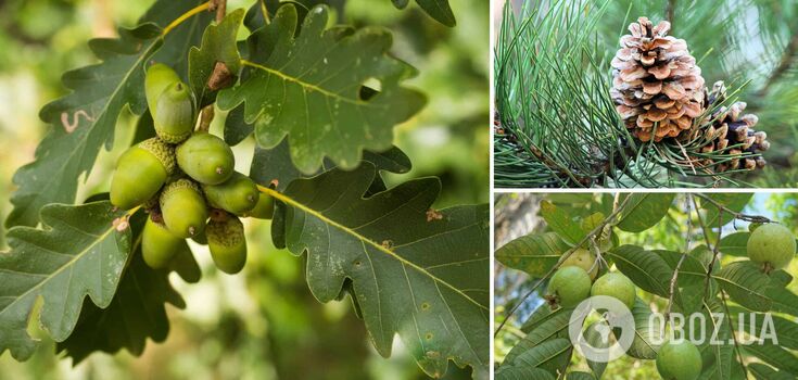 Attracting trouble: trees you shouldn't plant near your house