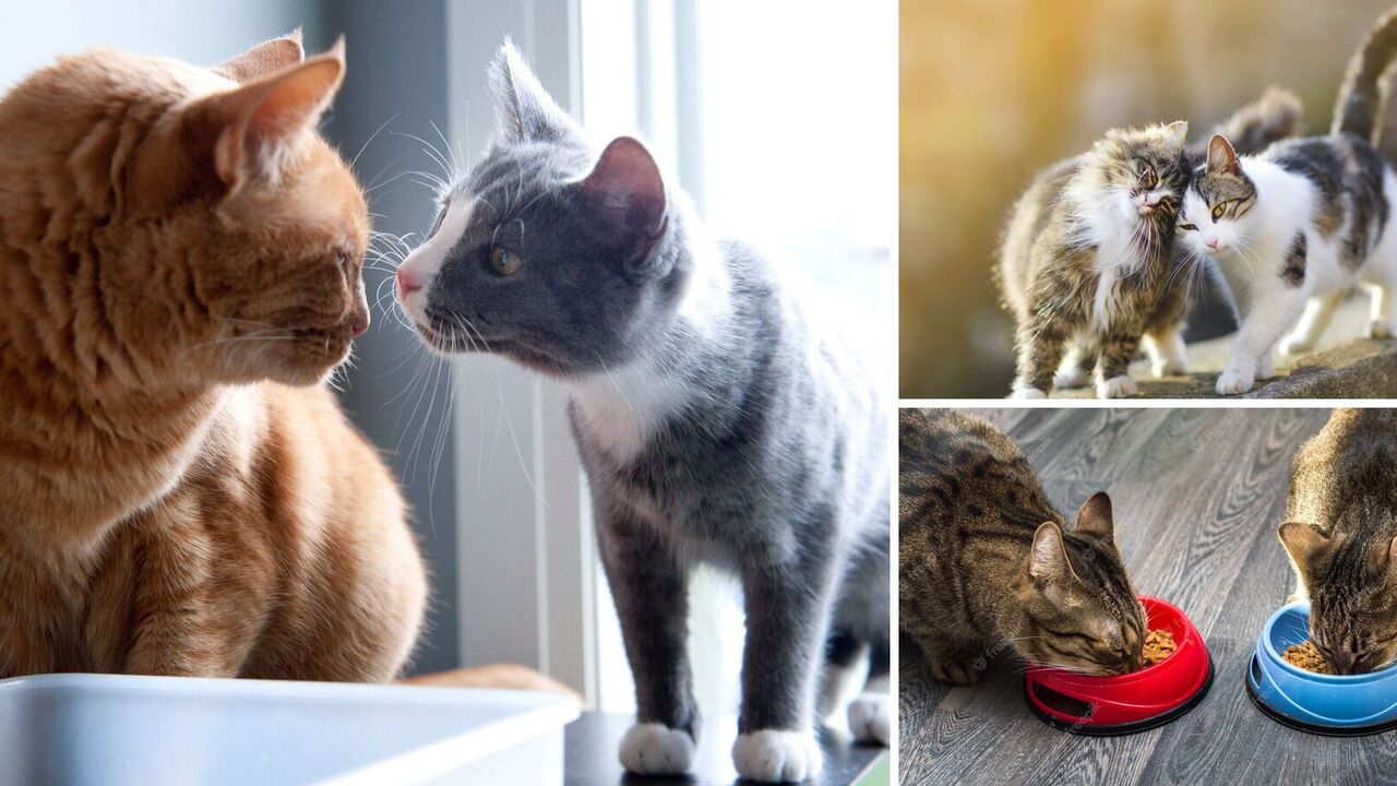How to make two cats friends in the house: what a smart owner should do