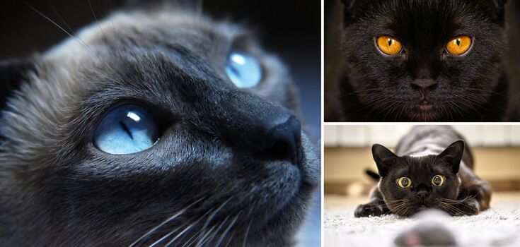 How cats see the world: features of animals' vision you didn't know about