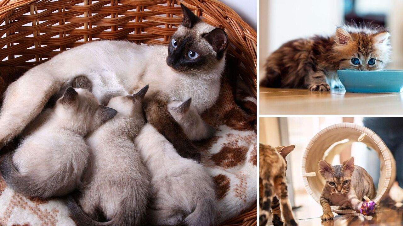 At what age do cats become adults: the influence of breed