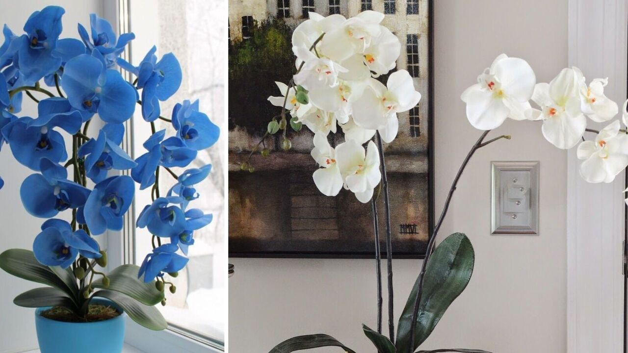 Flower will quickly die: what not to do with an orchid