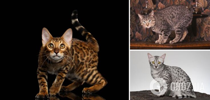 Which cat breeds are the most dangerous: suitable only for the brave