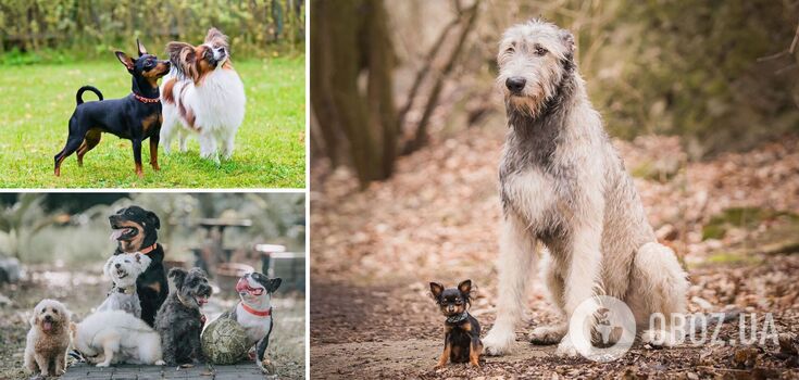 How long dogs live: data on different breeds