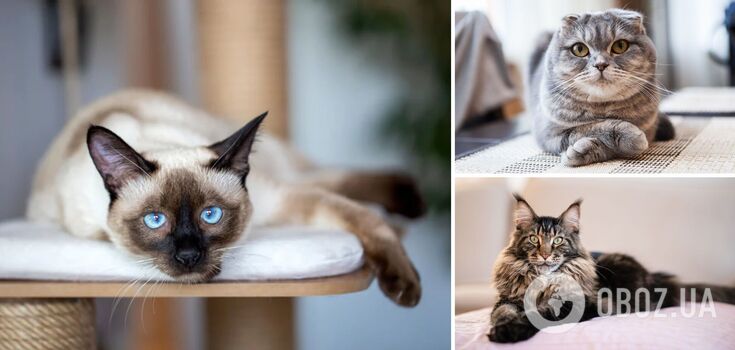 Which cats are most attached to their owners: the five most affectionate breeds