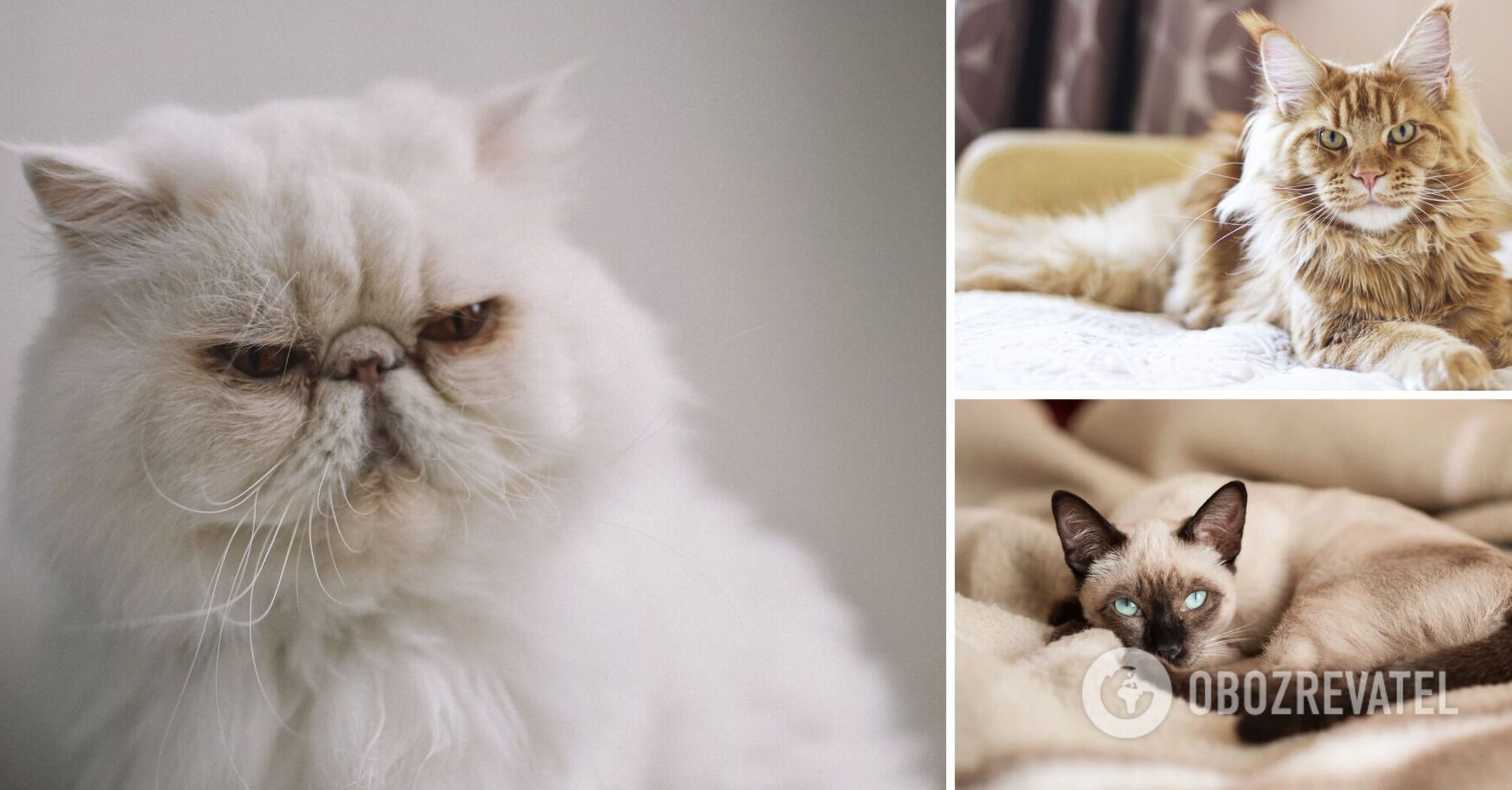 Which cats have the most difficult temperament: breeds with a "surprise"