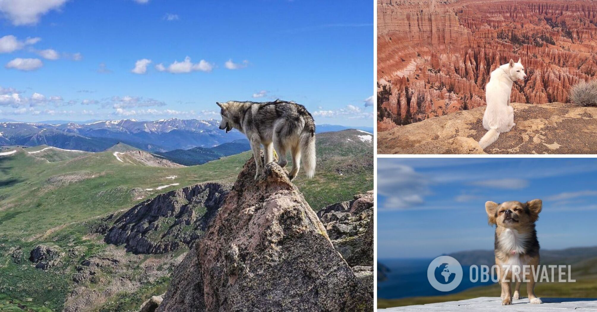 The survival of dogs in the world without humans: scientists have reached an unexpected conclusion