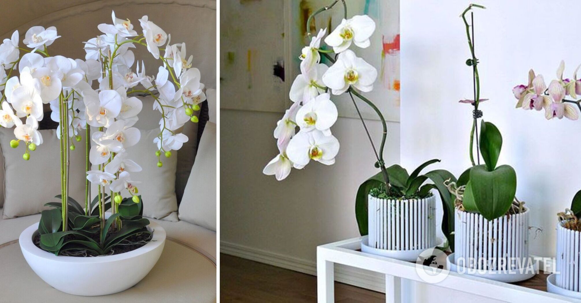 Orchid will grow faster: which pot is best to choose for the flower
