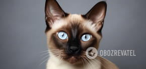 Koty syjamskie zmieniają kolor sierści: jak i dlaczego to się dzieje