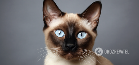 Koty syjamskie zmieniają kolor sierści: jak i dlaczego to się dzieje