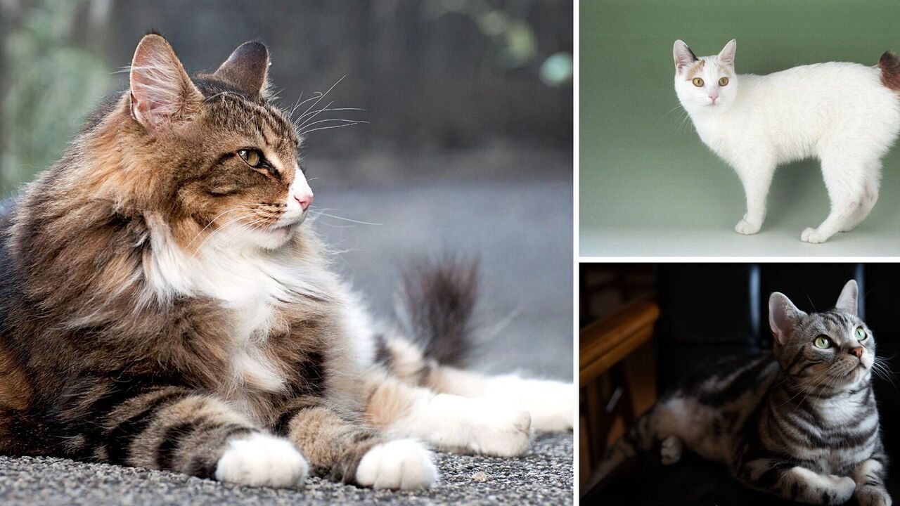 Becoming friends: cat breeds that easily get along with dogs