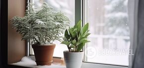 How to protect indoor flowers from the cold from the window: a simple trick