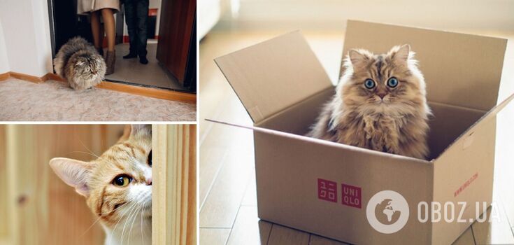 Why a cat is let into a new house first: there are several explanations