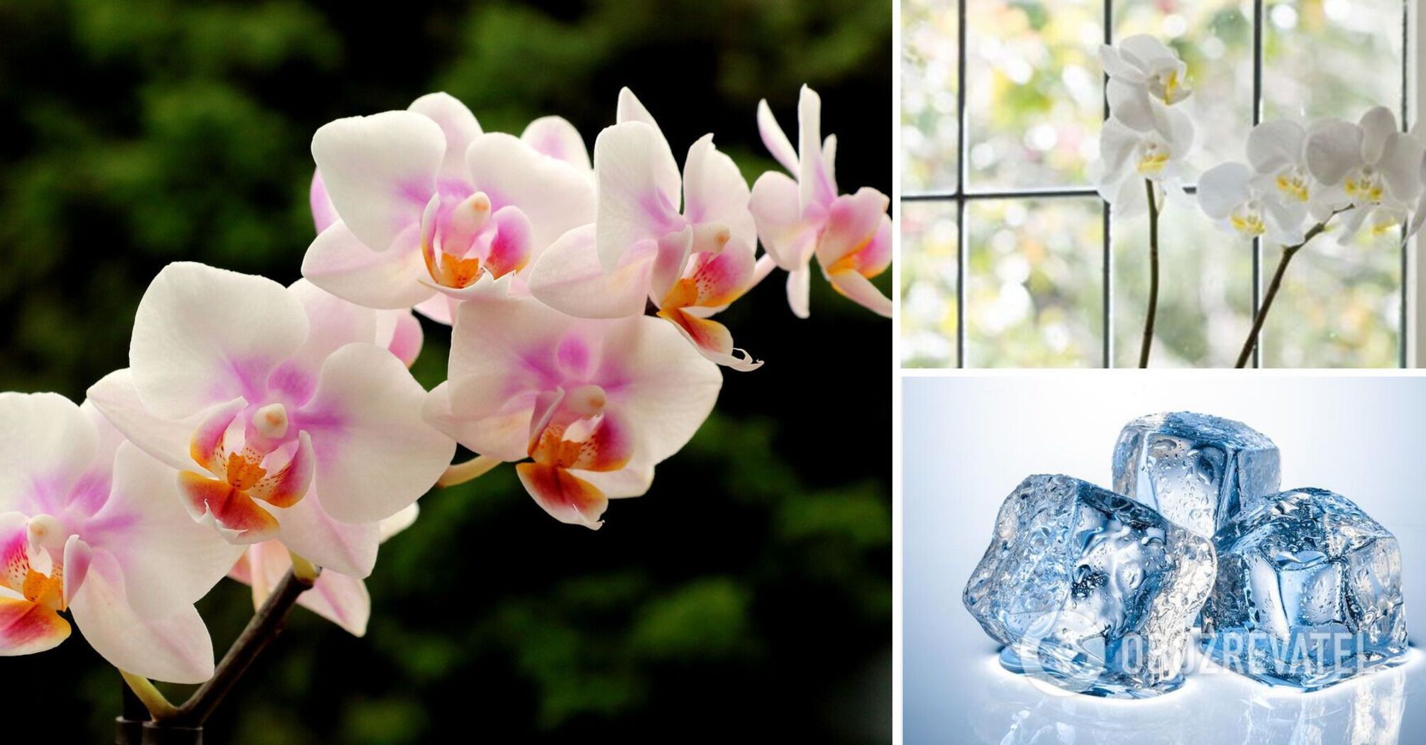Your orchid will rejoice: a revolutionary watering method that will significantly simplify plant care