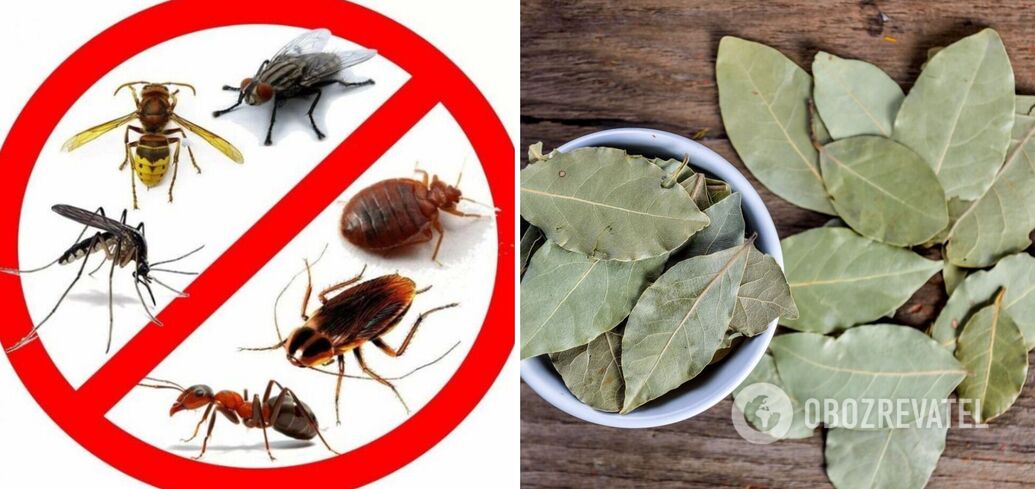 How to drive cockroaches out of your home: a simple trick with bay leaves