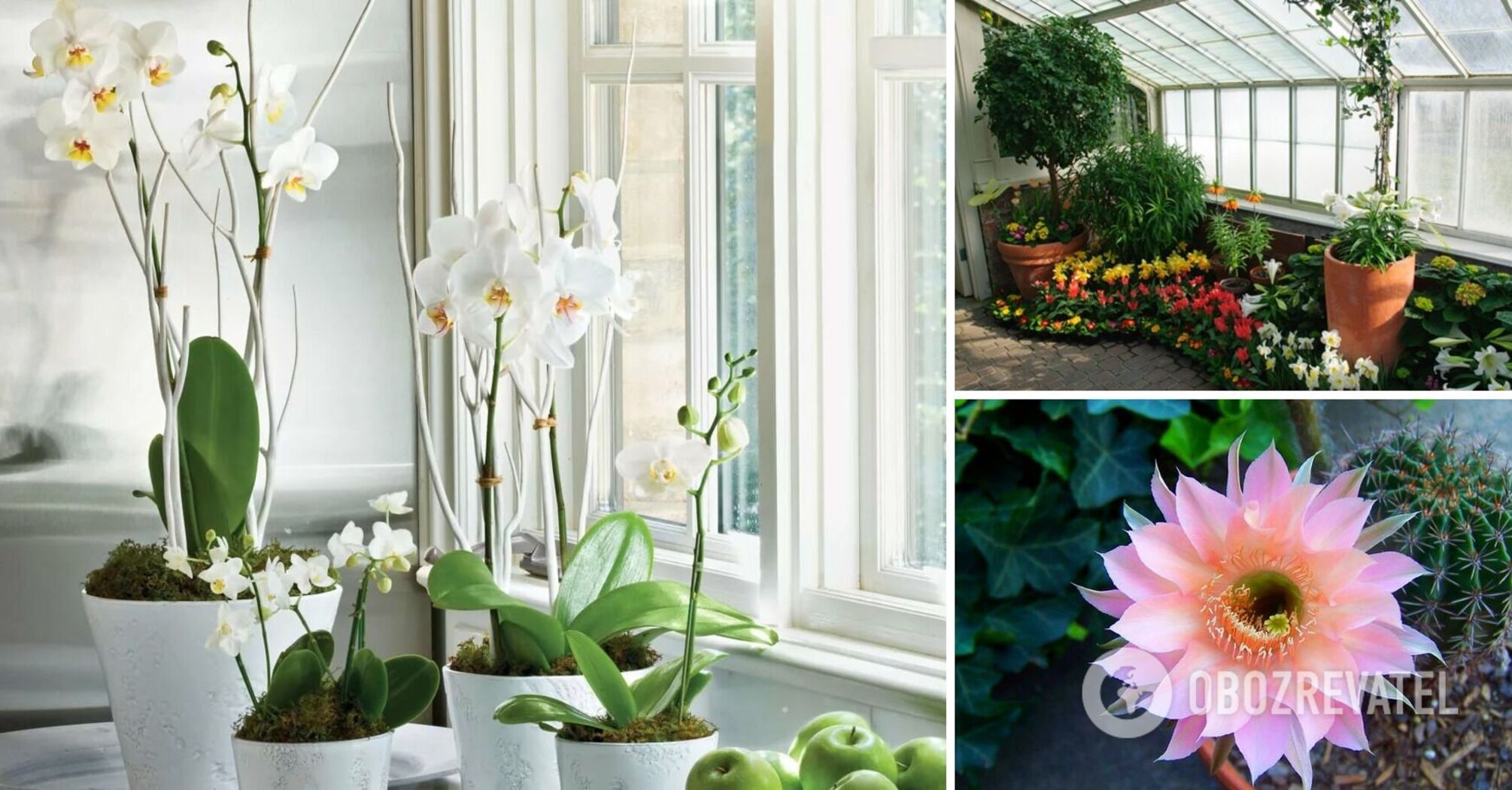 Which plants should not be placed near orchids: they will no longer bloom