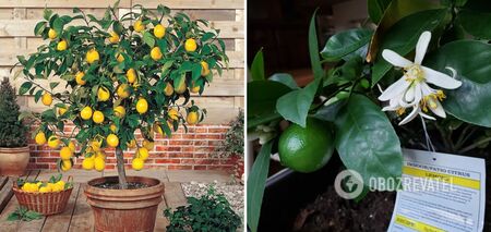 How to grow a lemon tree from a seed at home: it's easier than it seems