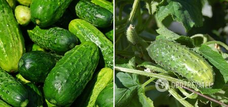 No need for a greenhouse: how to grow cucumbers in a barrel to the envy of everyone