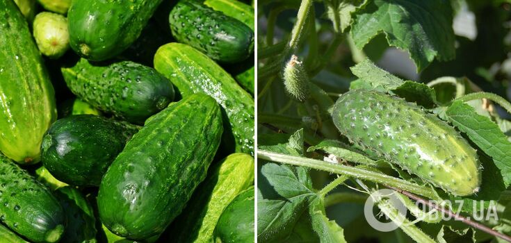 You don't need a greenhouse: how to grow cucumbers in a barrel