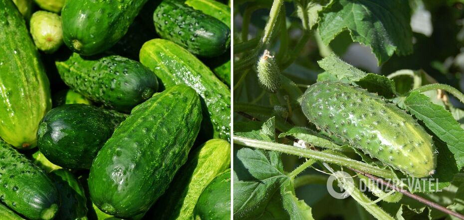 No need for a greenhouse: how to grow cucumbers in a barrel to the envy of everyone