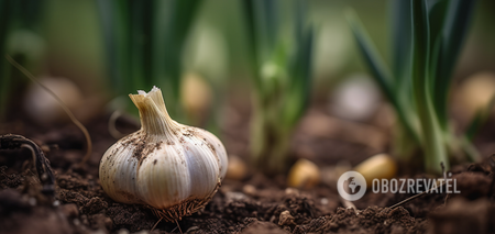 Winter garlic will be the size of a fist: what to put in the hole