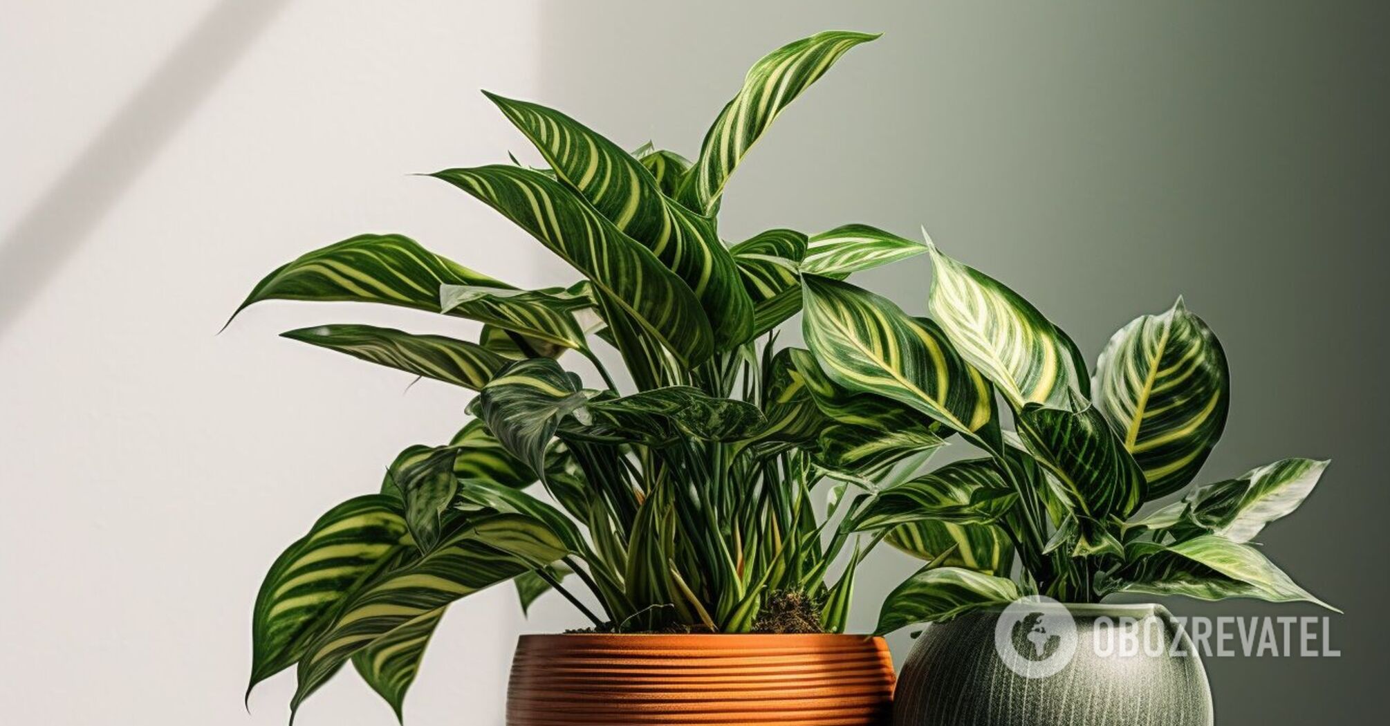 No fertilizer needed: which indoor flowers do not bloom in winter because they "sleep"