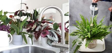 Is it possible to water flowers with tap water: tips for beginners