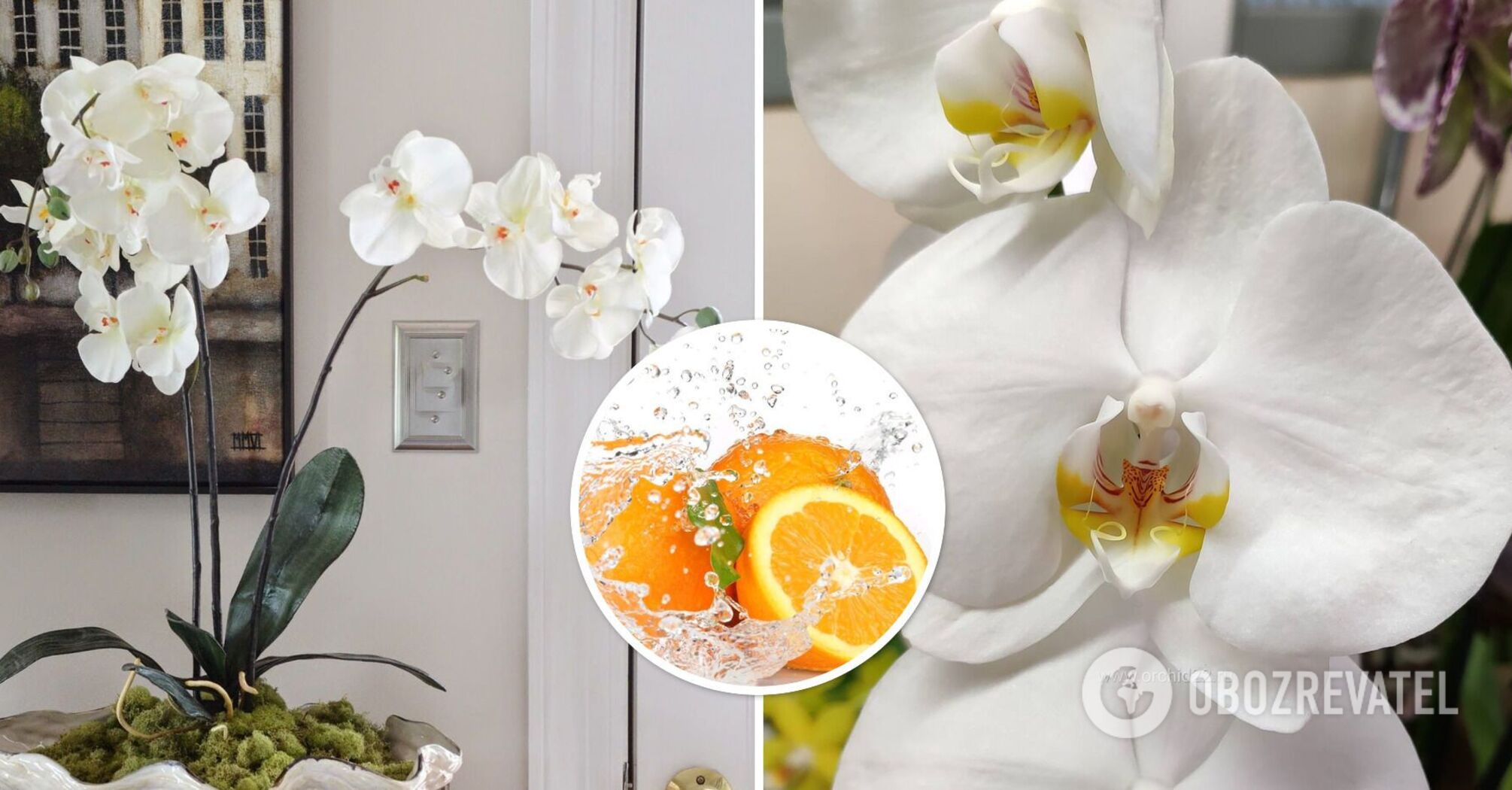 Your orchid will be delighted: how to prepare orange fertilizer for lush flowering