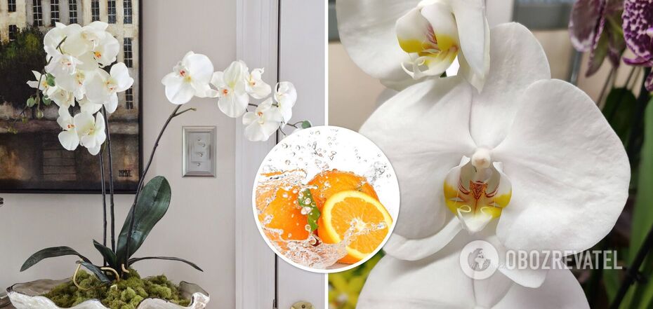 Your orchid will be delighted: how to prepare fertilizer from orange for lush blooms