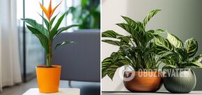 Indoor plants with leaves and flowers that look like animals: they will become a decoration for the house. Photo