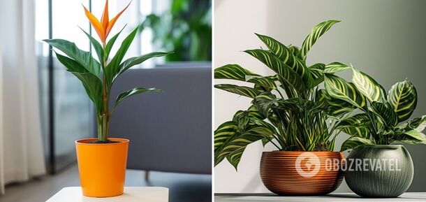 Indoor plants with leaves and flowers that look like animals: they will become a decoration for the house. Photo