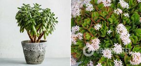 Where to put a money tree in an apartment to make it bloom: the main factors