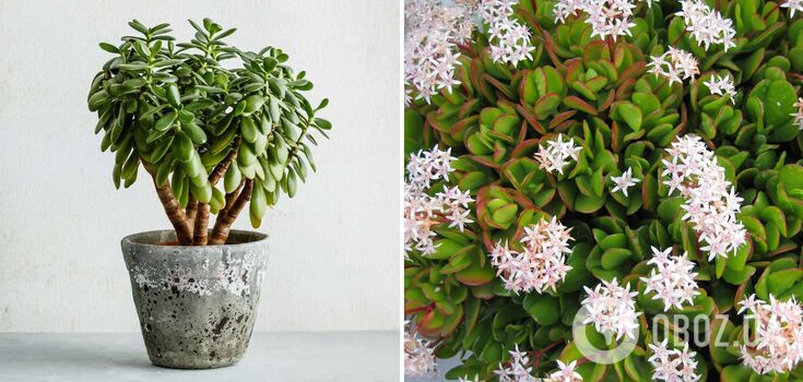 Where to put a money tree in an apartment to make it bloom: the main factors