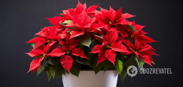 Where to put the 'Christmas Star' to bloom longer: rules for caring for poinsettia