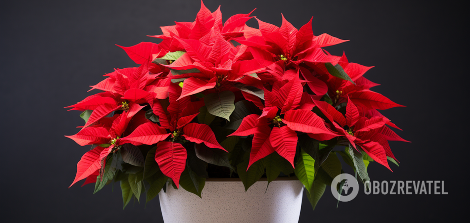 Where to put the 'Christmas Star' to bloom longer: rules for caring for poinsettia