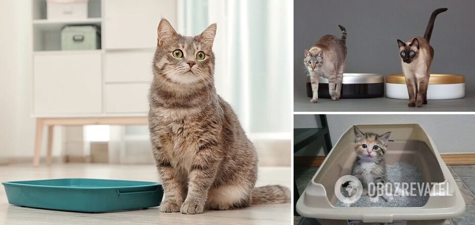 How to clean a cat s litter box to get rid of the unpleasant smell