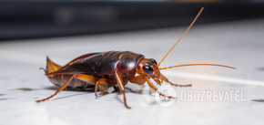 Jak pozbyć się karaluchów w domu bez trujących produktów: prosty sposób