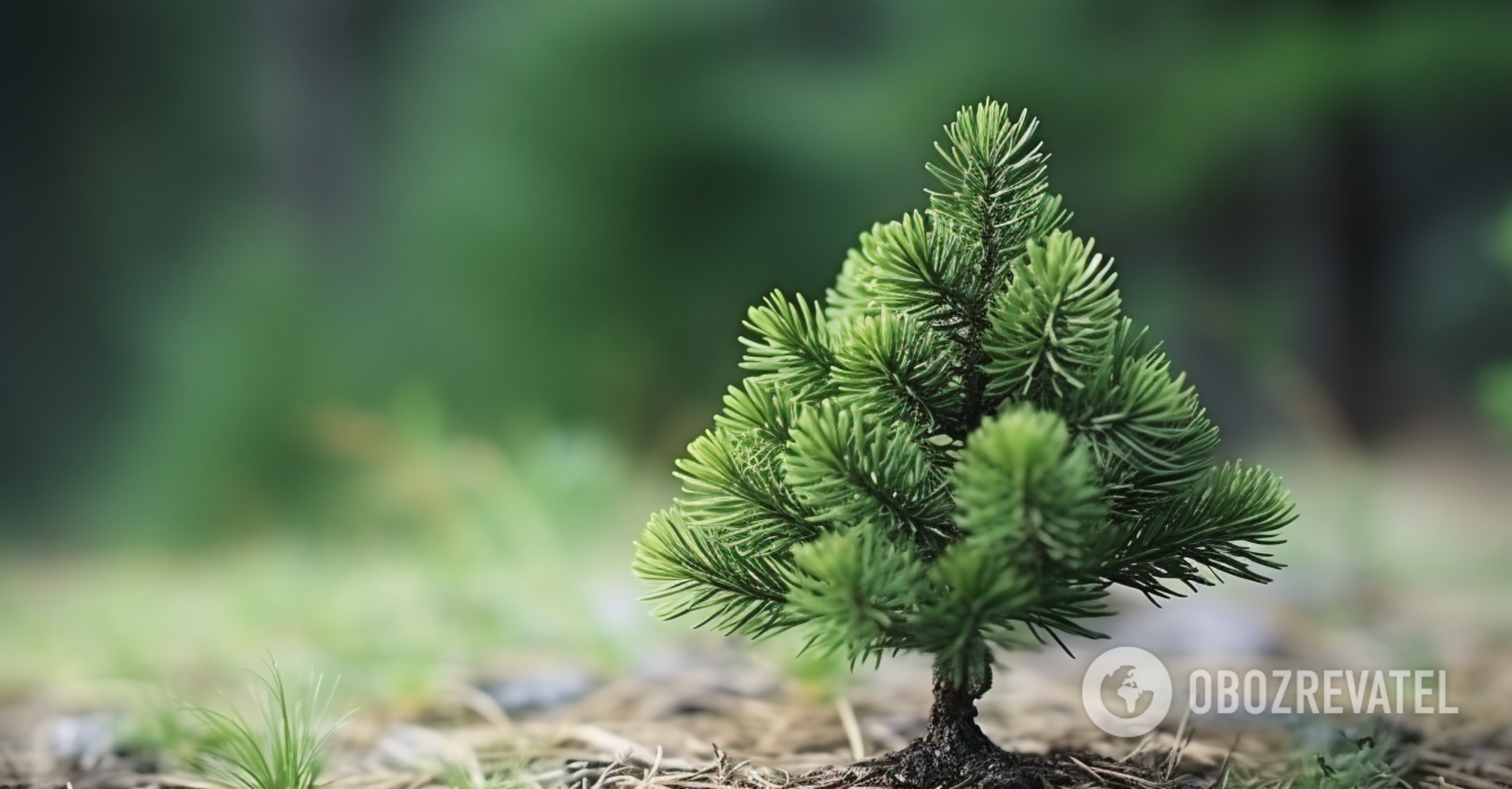 How to propagate juniper in winter: instructions for planting cuttings