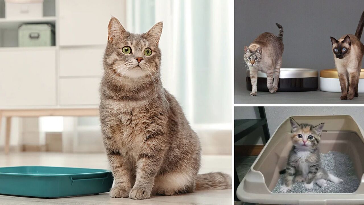 How to clean a cat's litter box best: the smell will disappear instantly