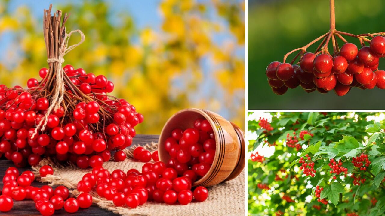 When to harvest viburnum and how to store it properly
