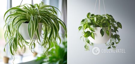 Which indoor flowers are best suited for hanging pots: will make your home brighter