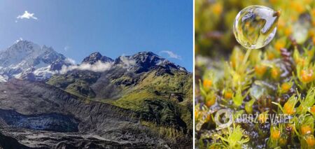 Unique 390 million year old plant may go completely extinct due to global warming
