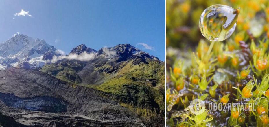 Unique 390 million year old plant may go completely extinct due to global warming
