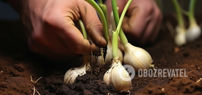 What to do if garlic has managed to sprout before winter: how to save the crop