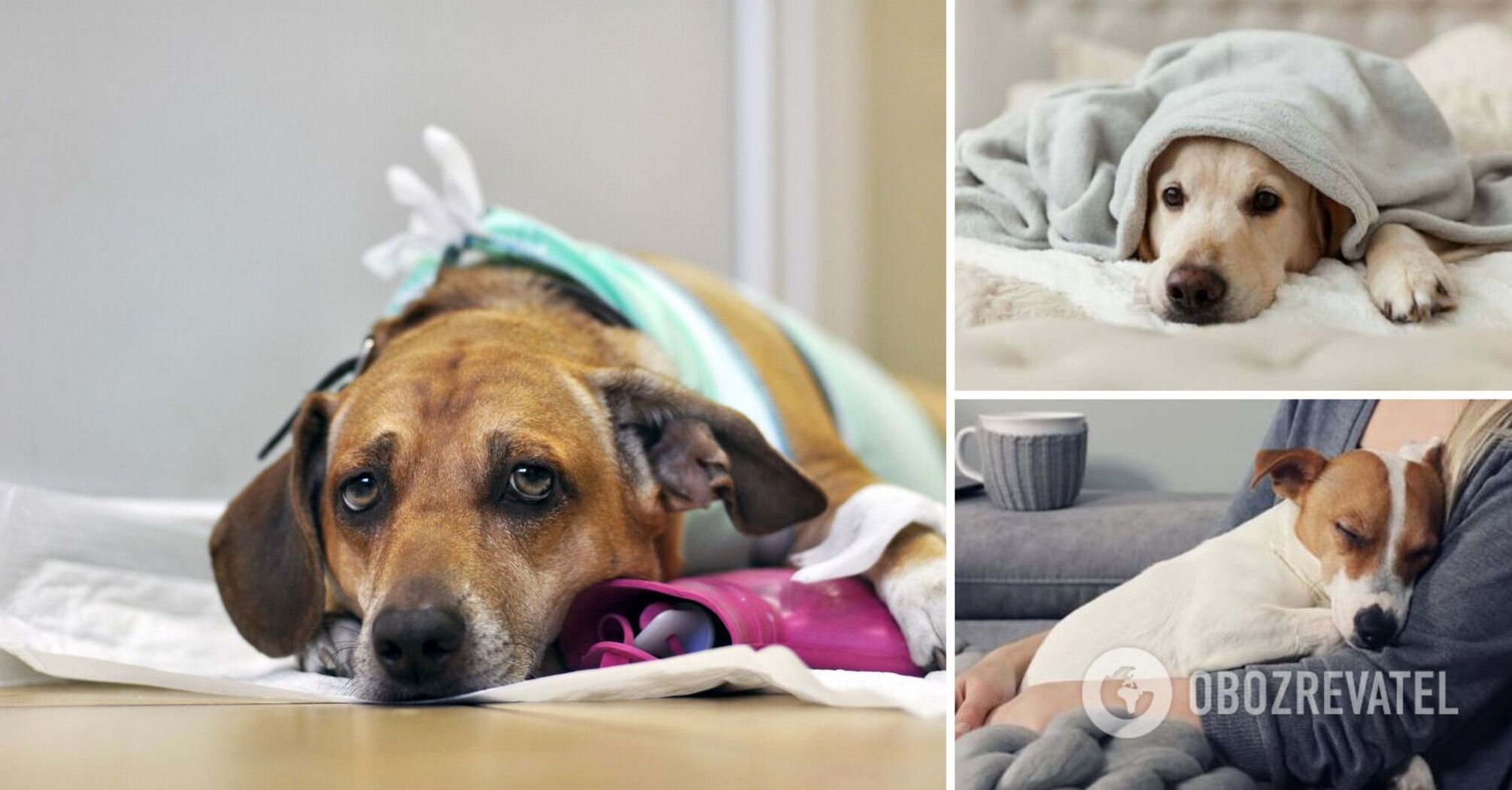 Why dogs shiver: the reasons can be very serious